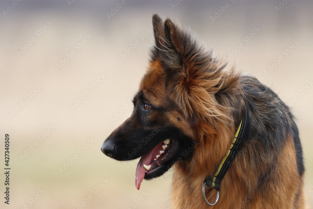 german shepherd dog,portrait