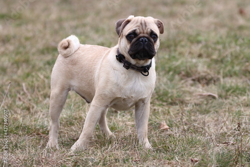 french bulldog puppy