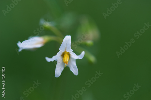 Flower bokeh