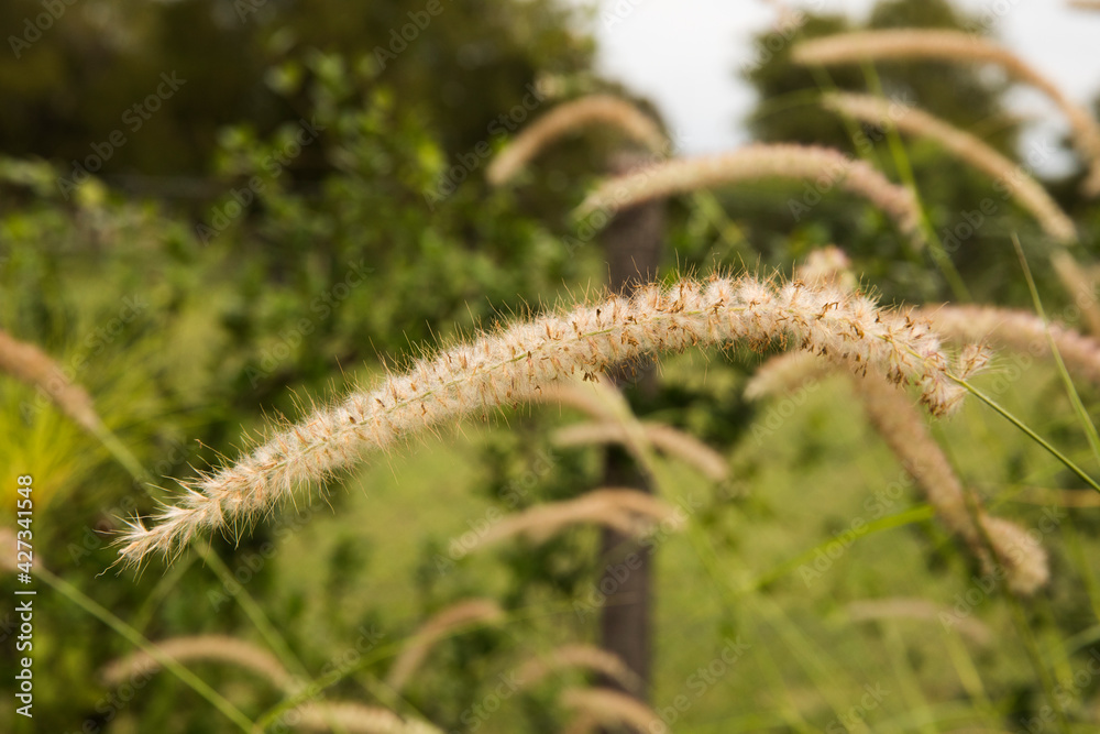 Ornamental grass. Closeup view of Pennisetum orientale, also known as Fountain Grass, yellow flower blooming in autumn in the garden. Ornamental grass. Closeup view of Pennisetum orientale, also known as Fountain Grass, yellow flower blooming in autumn in the garden.