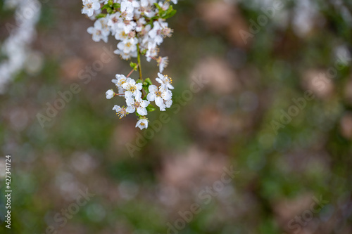 branch covered with white flowers, spring bloom