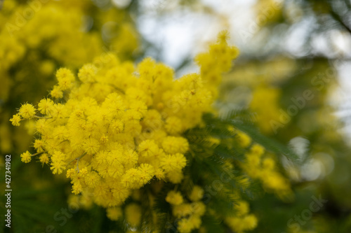 beautiful, yellow, flowering branch of mimosa on a green background