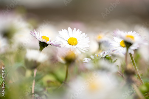 white and pink daisies in the meadow among the grass