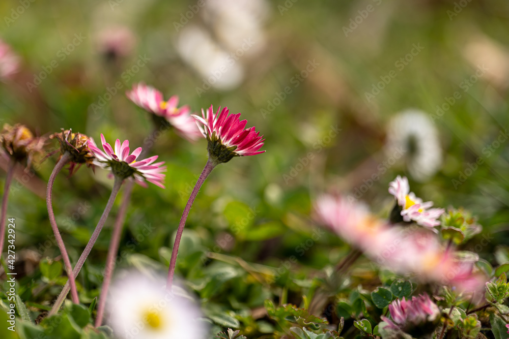 white and pink daisies in the meadow among the grass white and pink daisies in the meadow among the grass
