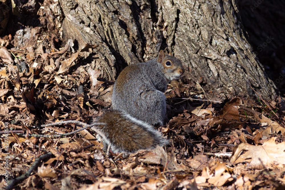 squirrel hiding nuts near tree squirrel hiding nuts near tree