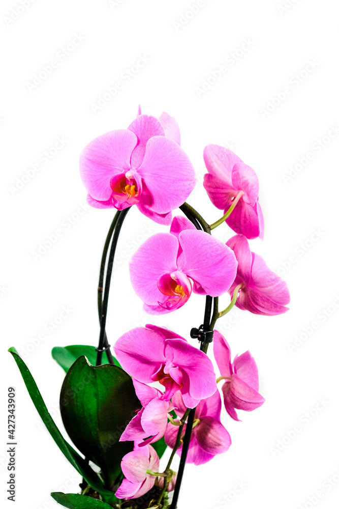 Obraz premium Bright Blossoming blooming orchid flower in pot on white background