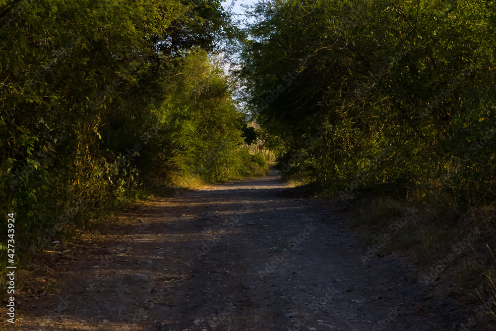 Fototapeta premium road in the woods
