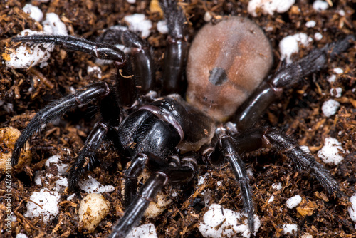 Trapdoor Spider (likely Bothriocyrtum californicum)