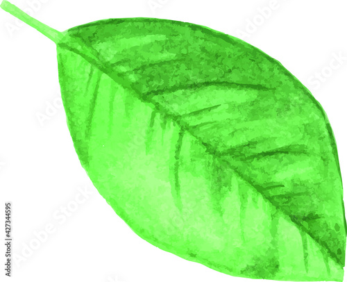 Watercolor illustration green leaf. Hand draw clipart foliage
