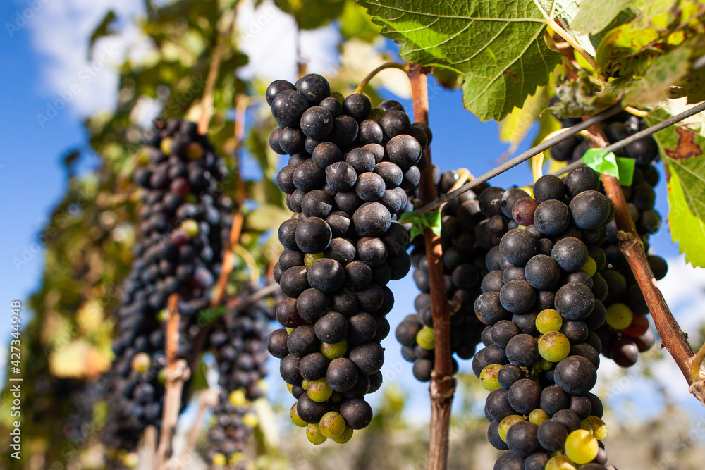Fototapeta premium Uvas syrah vinho