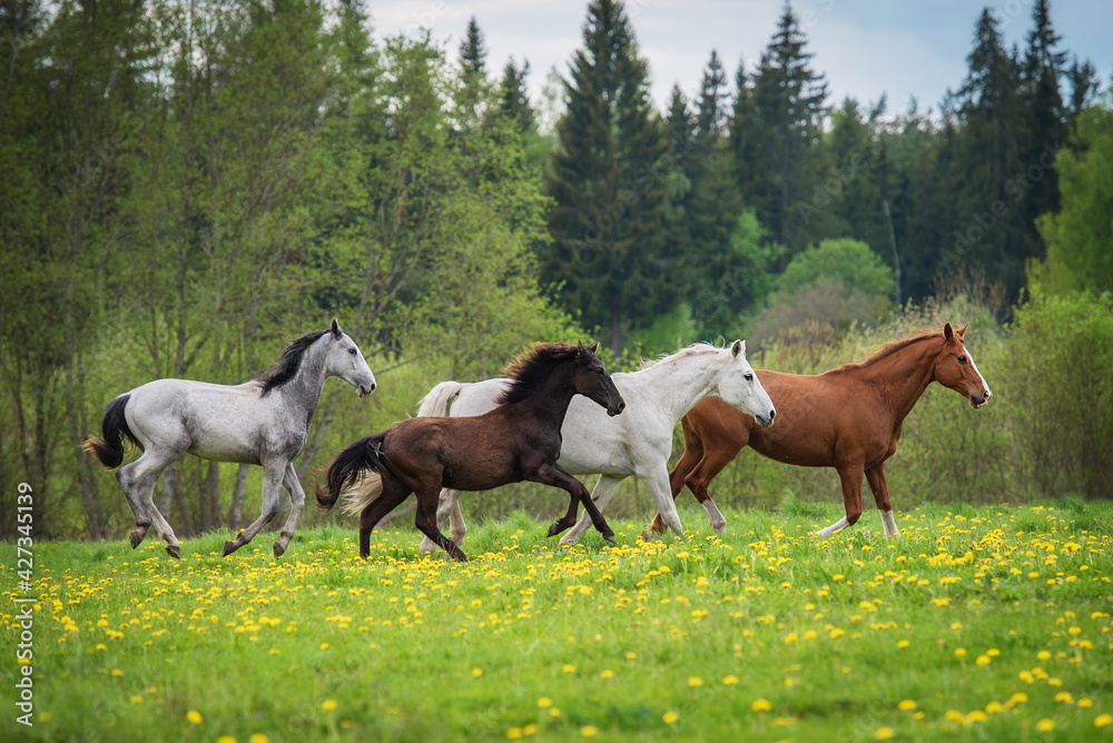 Herd of horses running on the field with flowers in summer