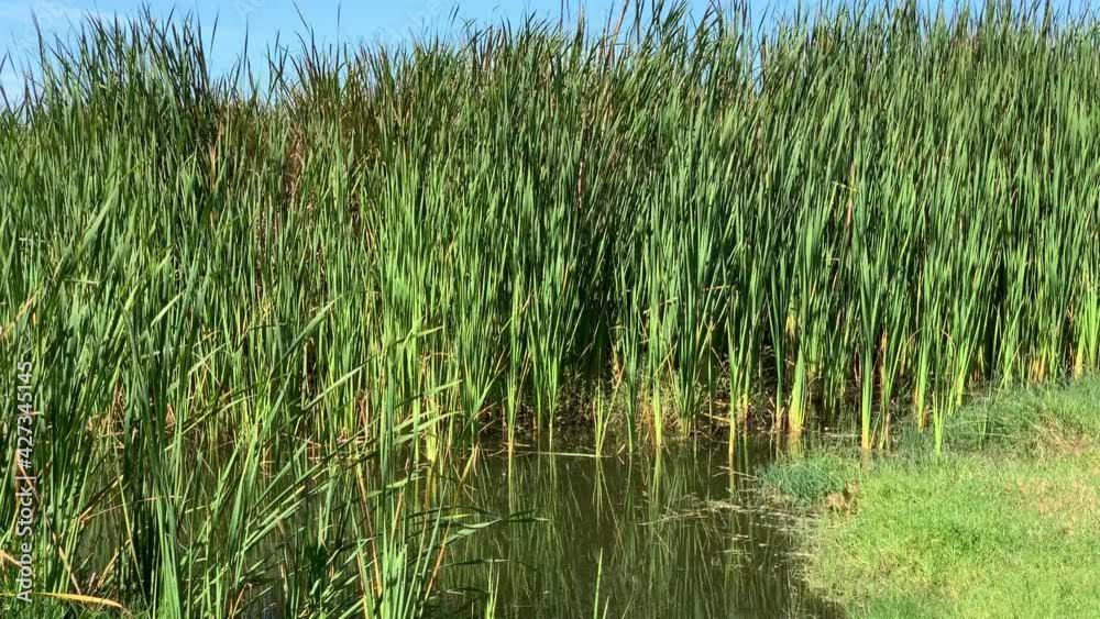 Reeds bulrushes wind blown waters edge of Zeekoevlei , pond or lake Reeds bulrushes wind blown waters edge of Zeekoevlei , pond or lake