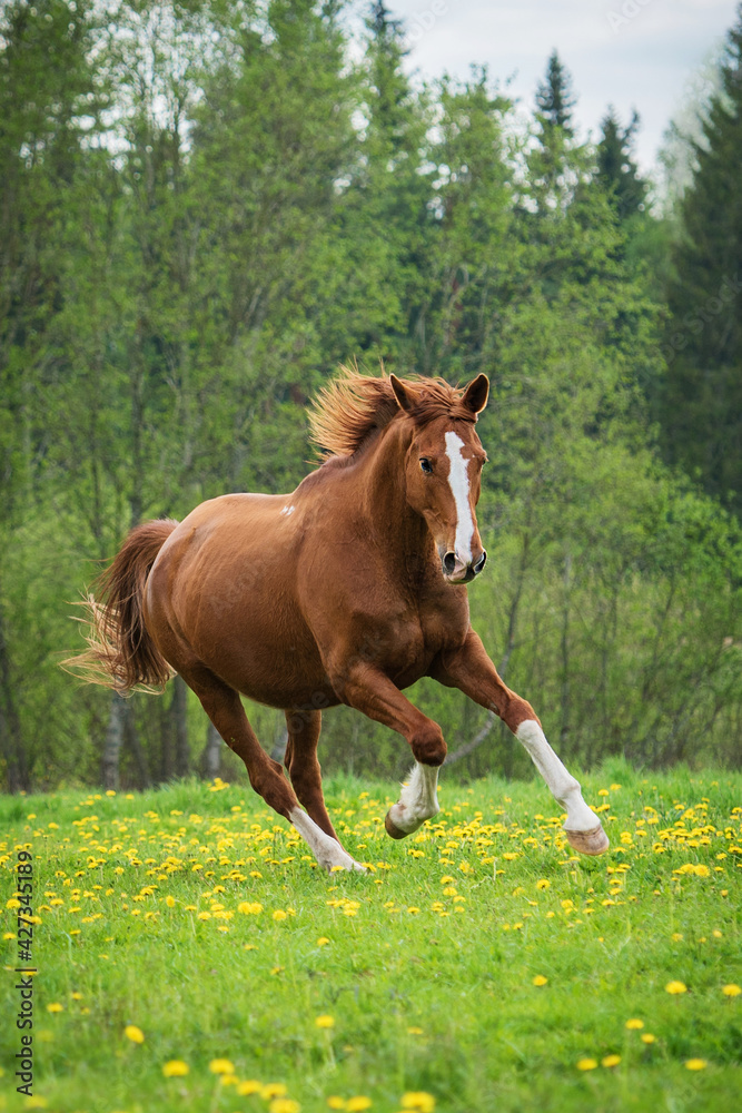 Beautiful horse running on the field with flowers in summer Beautiful horse running on the field with flowers in summer