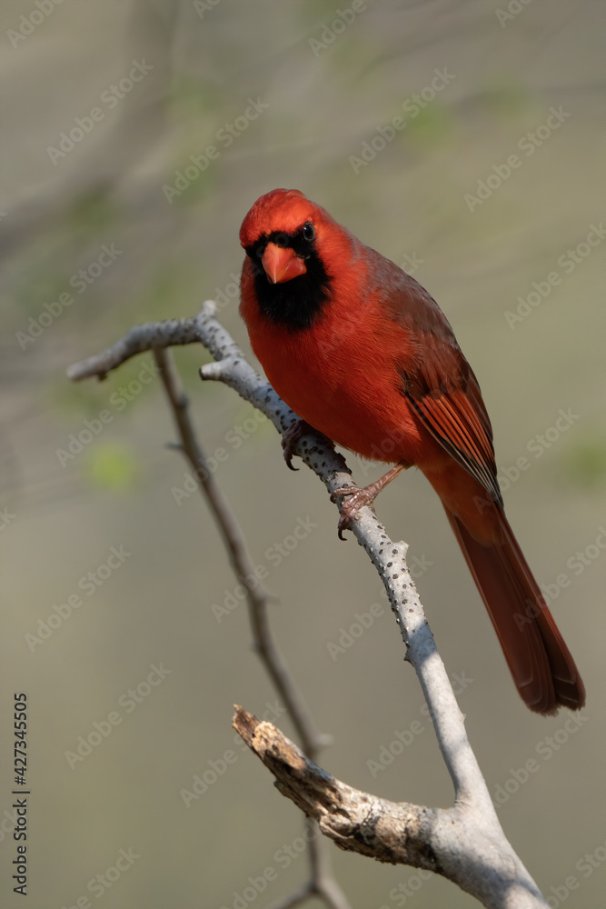 Perched male cardinal on a branch Perched male cardinal on a branch