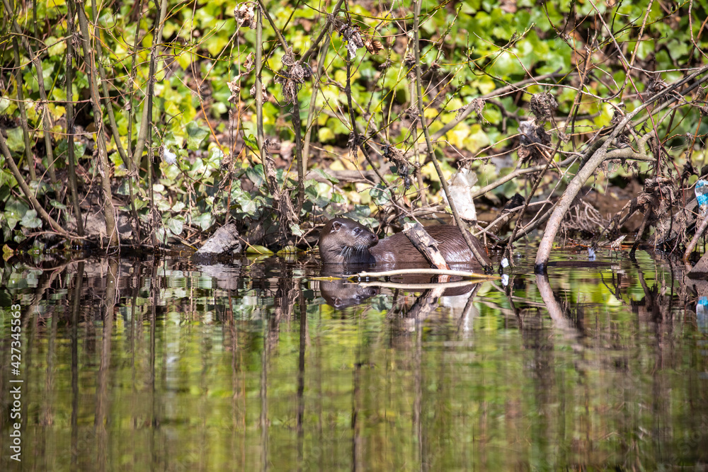 Euroasian otter, Lutra lutra, surfacing along river bank showing environment and habitat during a sunny spring day in Scotland.