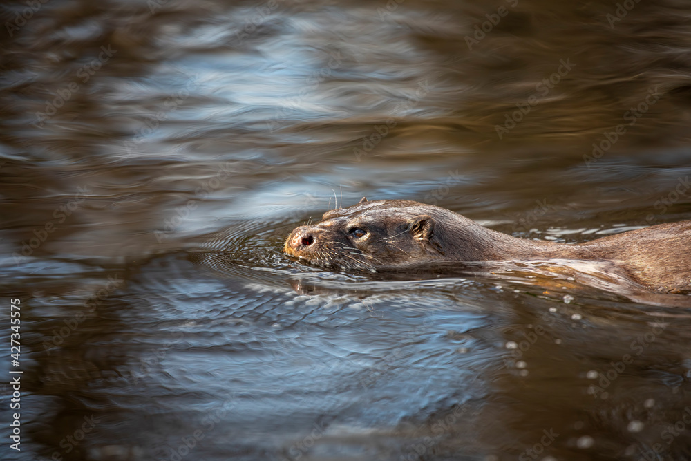 Euroasian otter, Lutra lutra, close up of face while swimming in river, water, during spring in Scotland.