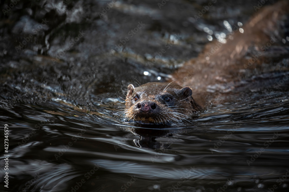 Euroasian otter, Lutra lutra, close up of face while swimming in river, water, during spring in Scotland.