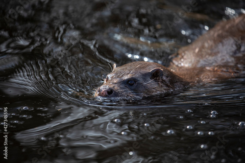 Euroasian otter, Lutra lutra, close up of face while swimming in river, water, during spring in Scotland.