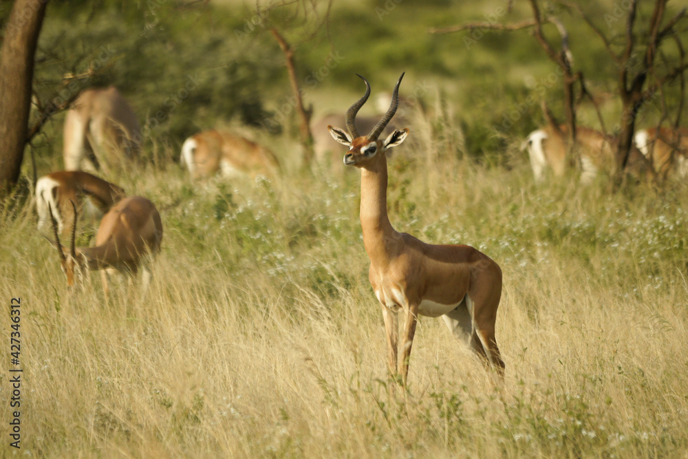 A male gerenuk stands among grazing Grant's gazelles and Beisa oryxes, Samburu Game Reserve, Kenya A male gerenuk stands among grazing Grant's gazelles and Beisa oryxes, Samburu Game Reserve, Kenya