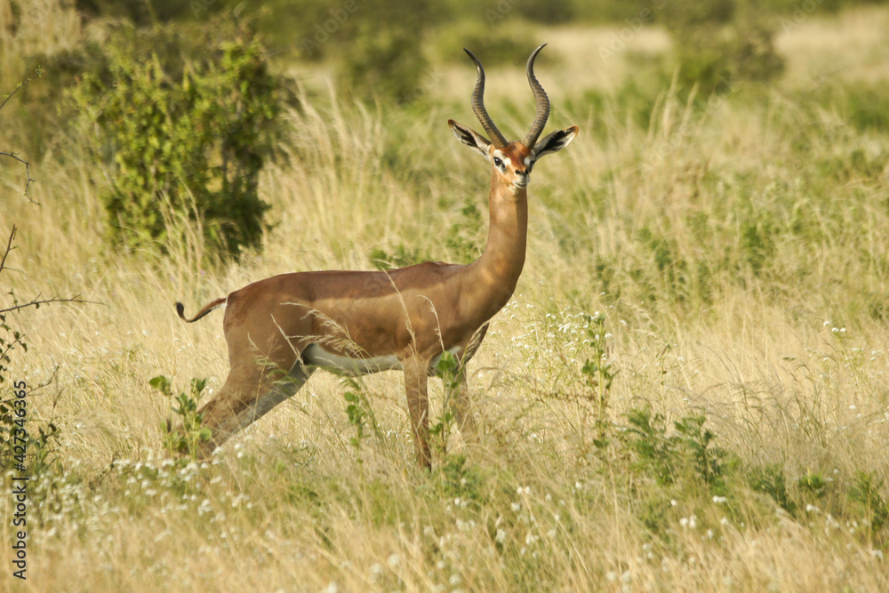 Male gerenuk standing in long grass, Samburu Game Reserve, Kenya Male gerenuk standing in long grass, Samburu Game Reserve, Kenya