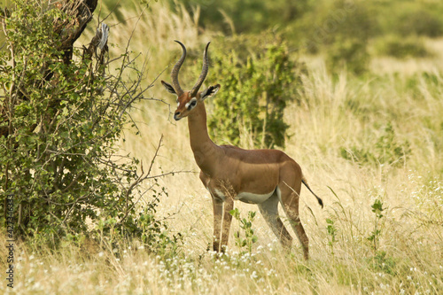 Male gerenuk standing in long grass  Samburu Game Reserve  Kenya