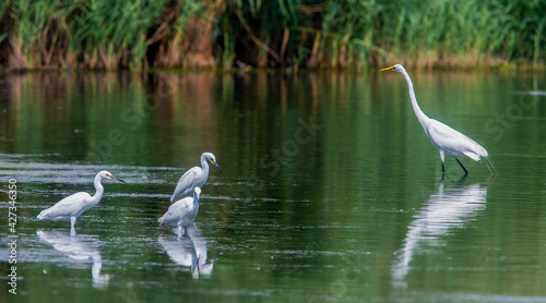 White and snowy egrets at Jamaica Bay Wildlife Refuge in Queens, NY