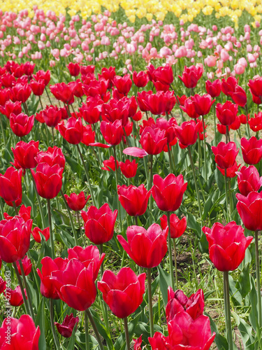 Yellow  pink and red tulip field in Holland Michigan