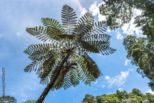 Silhouette of tree fern leaves (Cyatheaceae) with blue sky and rainbow and other trees in perspective photo