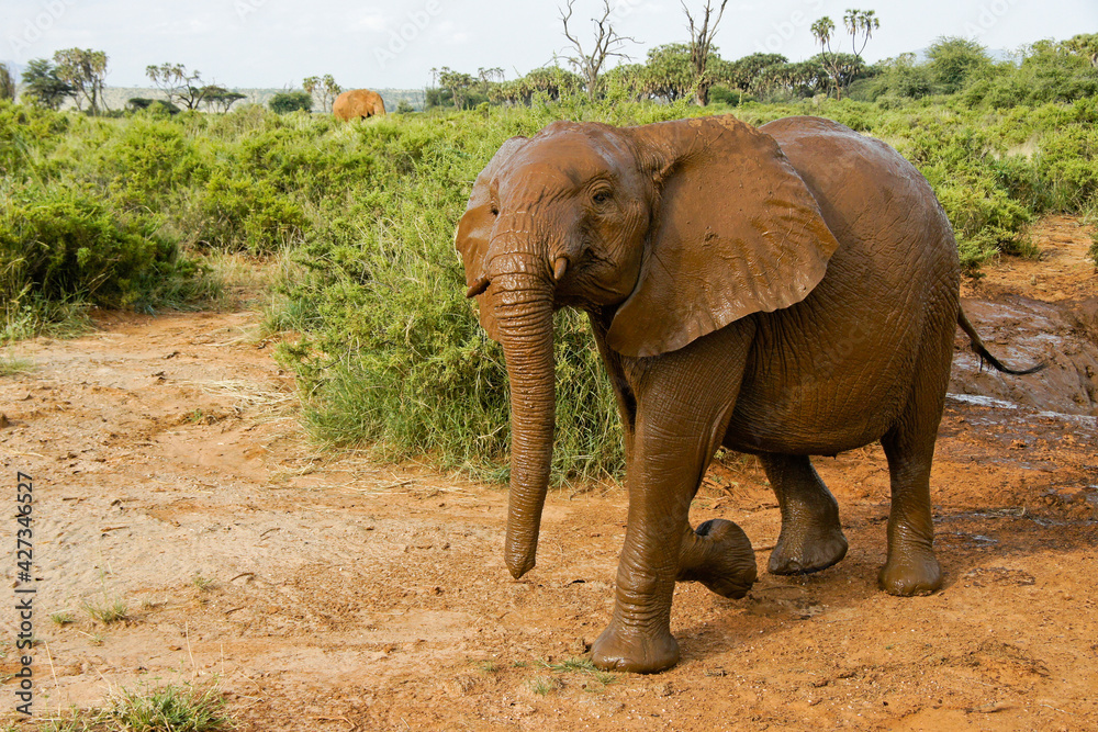 Young elephant emerging from his wallow in a mud hole, Samburu Game Reserve, Kenya Young elephant emerging from his wallow in a mud hole, Samburu Game Reserve, Kenya