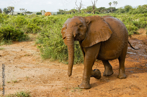 Young elephant emerging from his wallow in a mud hole  Samburu Game Reserve  Kenya