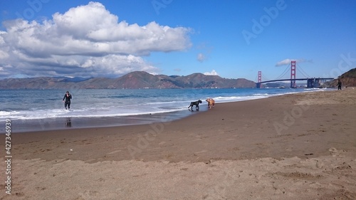 犬　砂浜　サンフランシスコ