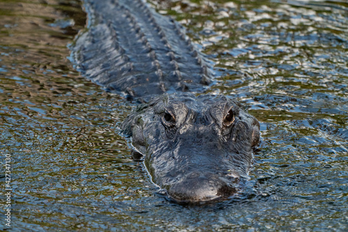 Wild American Alligator at Orlando Wetlands in Cape Canaveral Florida. 