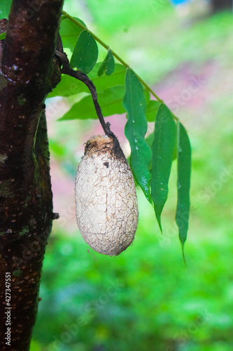 pupa of a brush foot butterfly on a tree branch