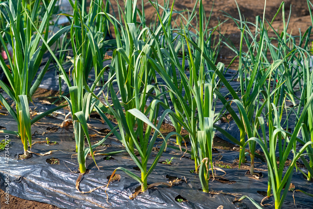 Obraz premium 【2021】家庭菜園