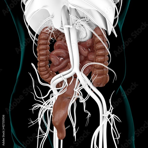 Small and Large Intestine 3D Illustration Human Digestive System Anatomy