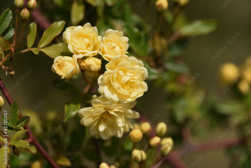 Obraz premium Banksia rose flowers. Rosaceae evergreen vine shrub.