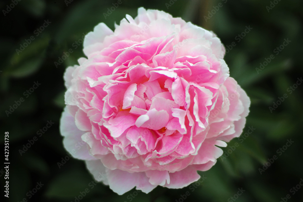 pink peony flower