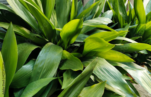 Aspidistra grandi verdi foglie si intrecciano photo