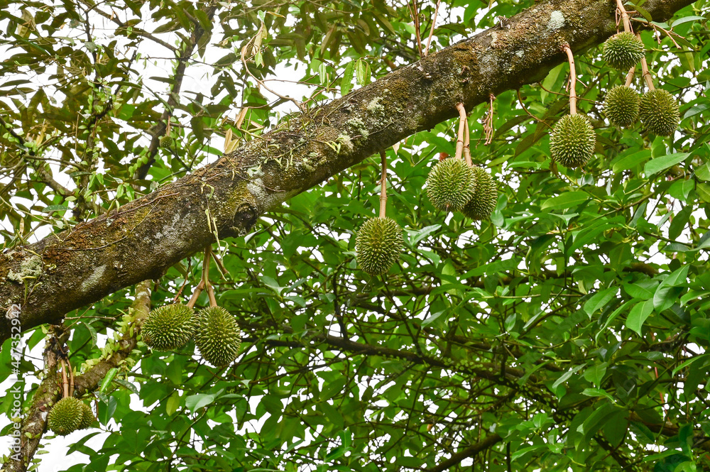 Durian, being praised as King of fruit. It takes about 2 months to develop from baby to mature. Durian, being praised as King of fruit. It takes about 2 months to develop from baby to mature.