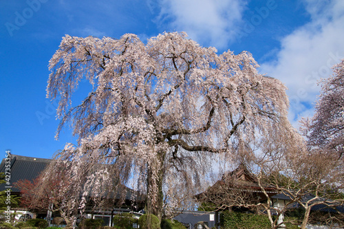 昌建寺のしだれ桜（福島県・泉崎村） photo