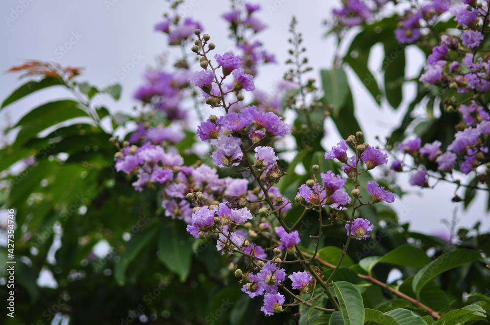 紫色の花 紫色の花