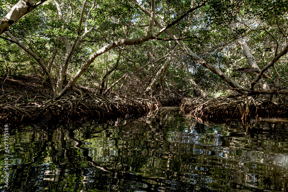 Roots of mangroves in the internal water bodies of the Rosario Islands. Roots of mangroves in the internal water bodies of the Rosario Islands.