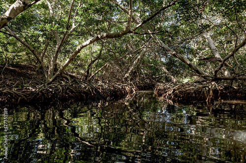 Roots of mangroves in the internal water bodies of the Rosario Islands.