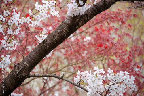 水元公園の桜