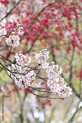 水元公園の桜