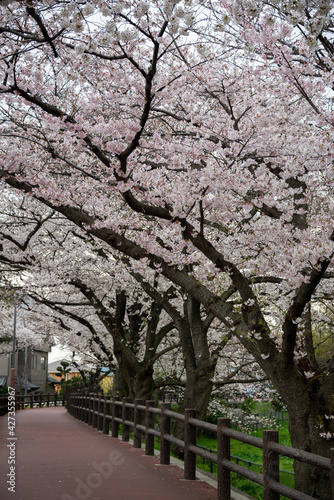 水元公園の桜のトンネル