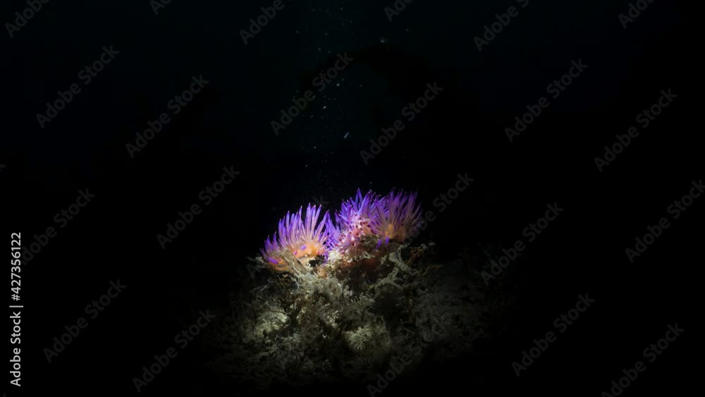 A artistic unique underwater video of a group of vibrant sea creatures in the dark lit up only by the light of a scuba divers snoot video torch A artistic unique underwater video of a group of vibrant sea creatures in the dark lit up only by the light of a scuba divers snoot video torch