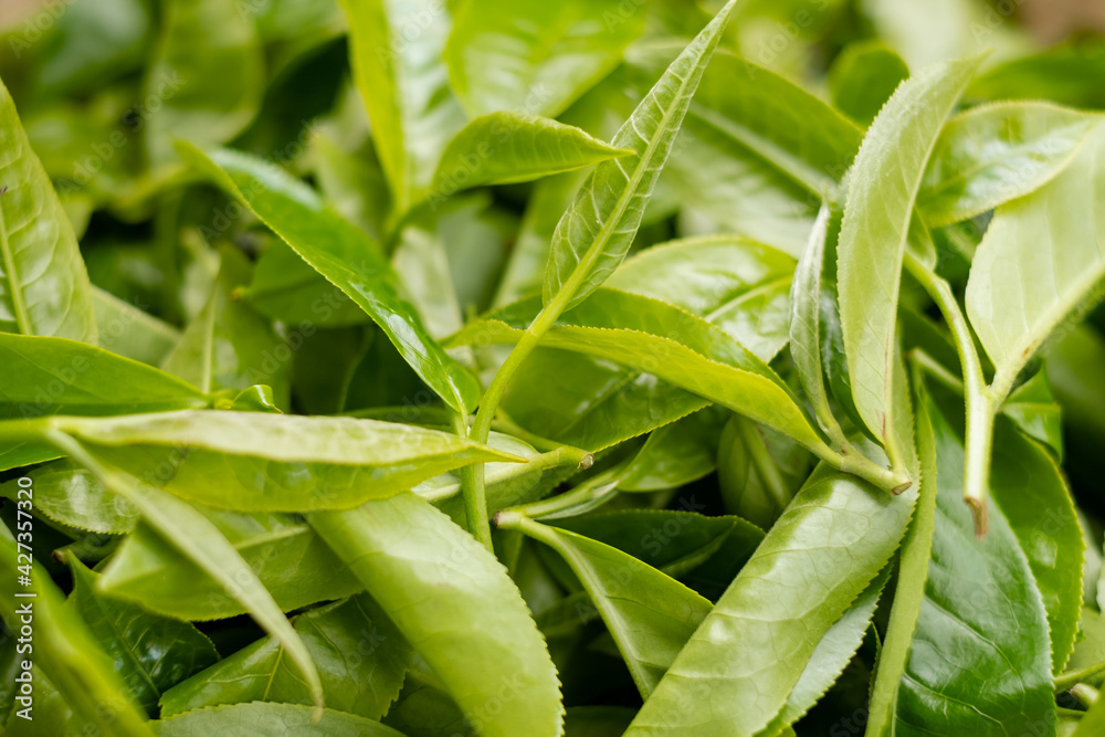 Top tea leaves, natural products, are ingredients in making beverages. Selected fresh tea leaves in tea plantations
