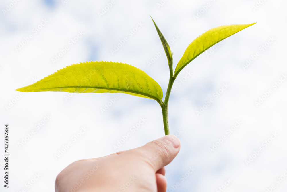 Top tea leaves, natural products, are ingredients in making beverages. Selected fresh tea leaves in tea plantations Top tea leaves, natural products, are ingredients in making beverages. Selected fresh tea leaves in tea plantations