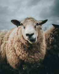 Deken met foto Cappuccinokleur Wit wollig schaap onder bewolkte hemel  © Chris Banks/Wirestock